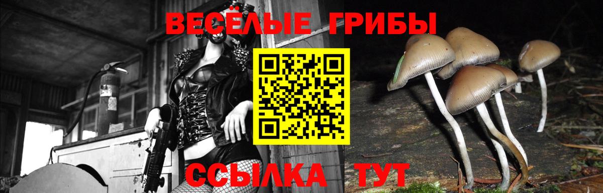 Псилоцибиновые грибы Psilocybine cubensis Иркутск